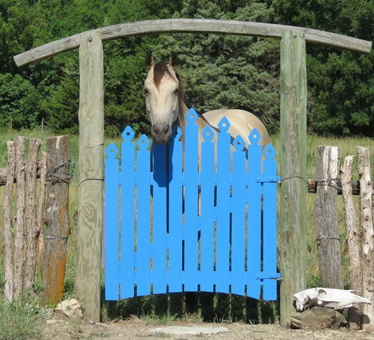horse standing next to blue gate